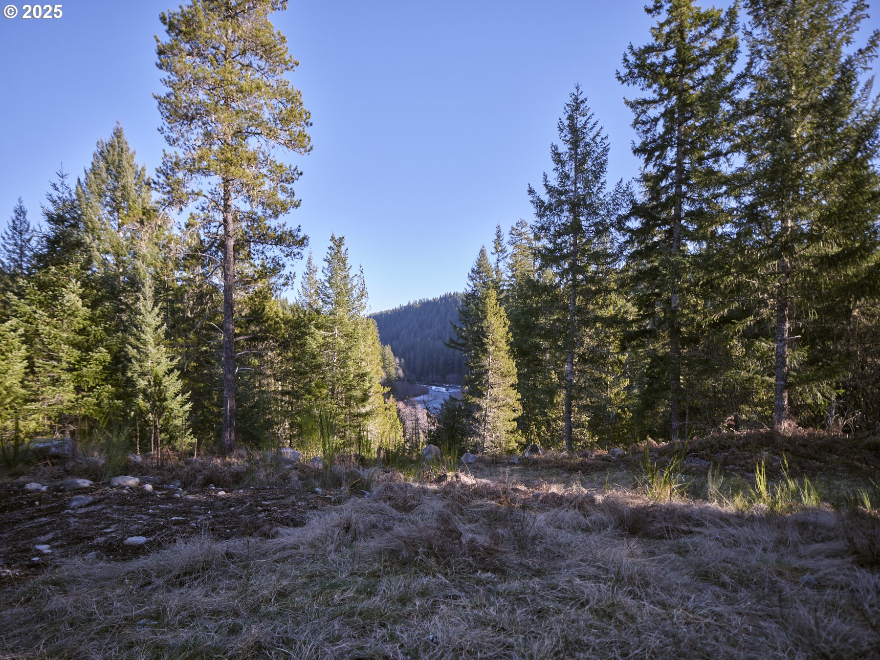 192 Sasquatch Way Cougar, WA 98616 - Photo 37 of 47 a view of a yard