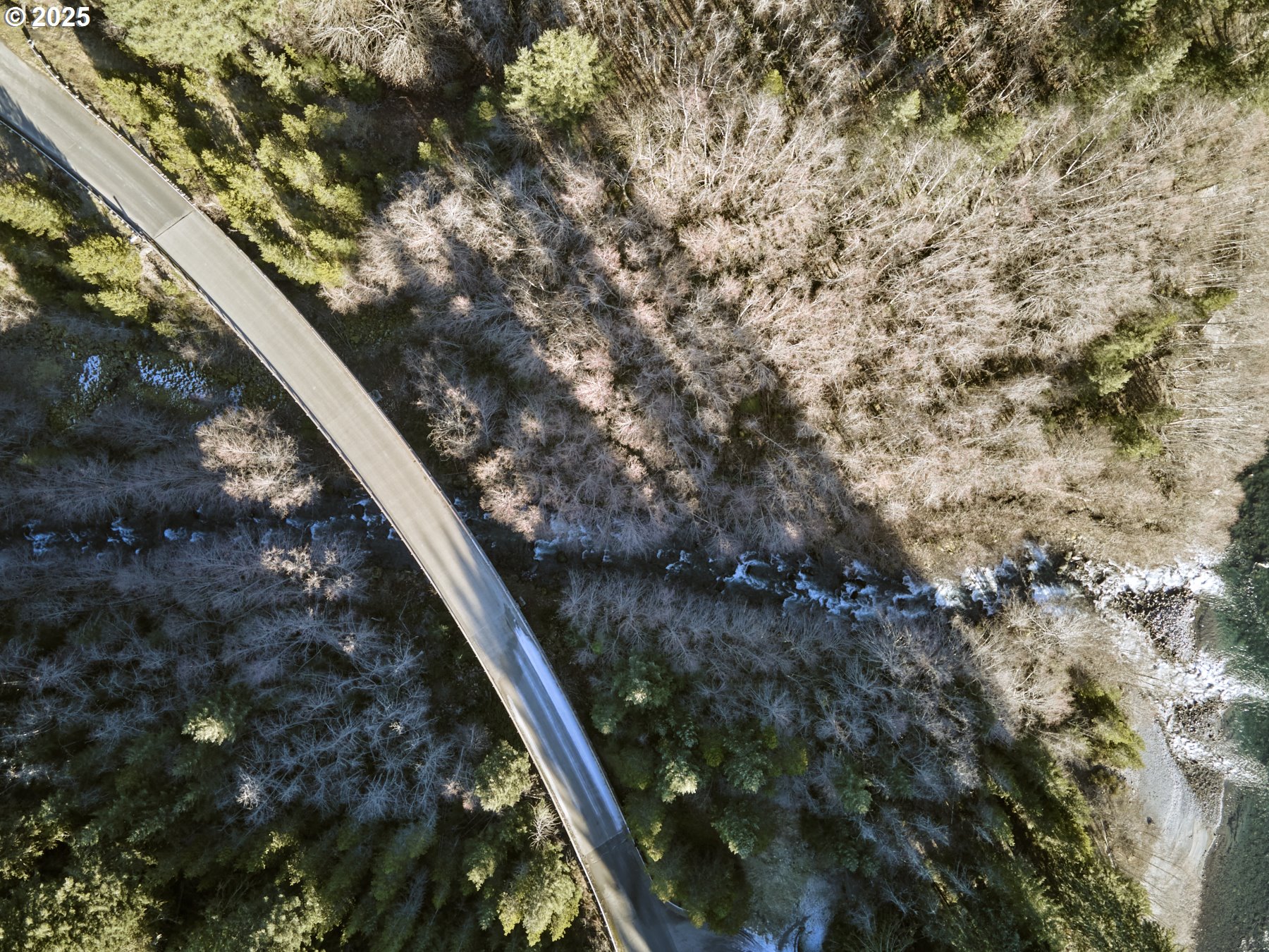 192 Sasquatch Way Cougar, WA 98616 - Photo 38 of 47 a close up of a tree
