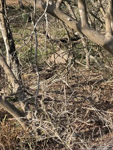 a view of a lush green forest with lots of trees