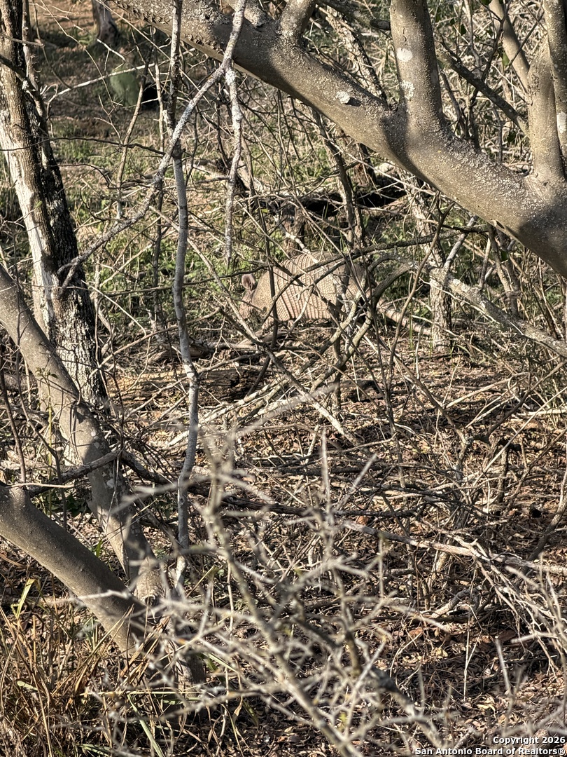 0 Wildhorse Pass Marion, TX 78152 - Photo 15 of 17 a picture of a tree