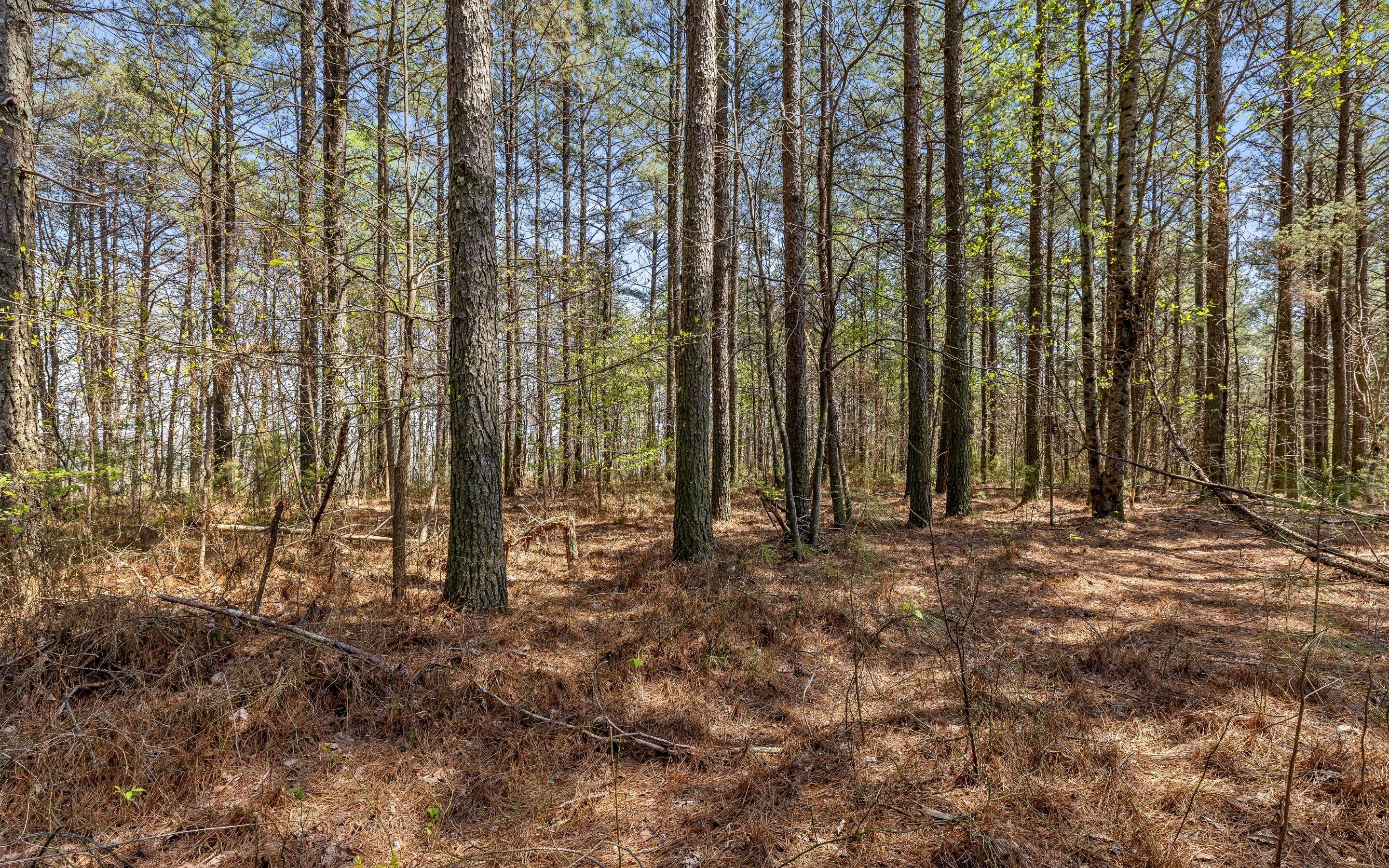 Lot 2225 High Ground Road Guild, TN 37340 - Photo 10 of 23 Lot 2225 High Ground Road