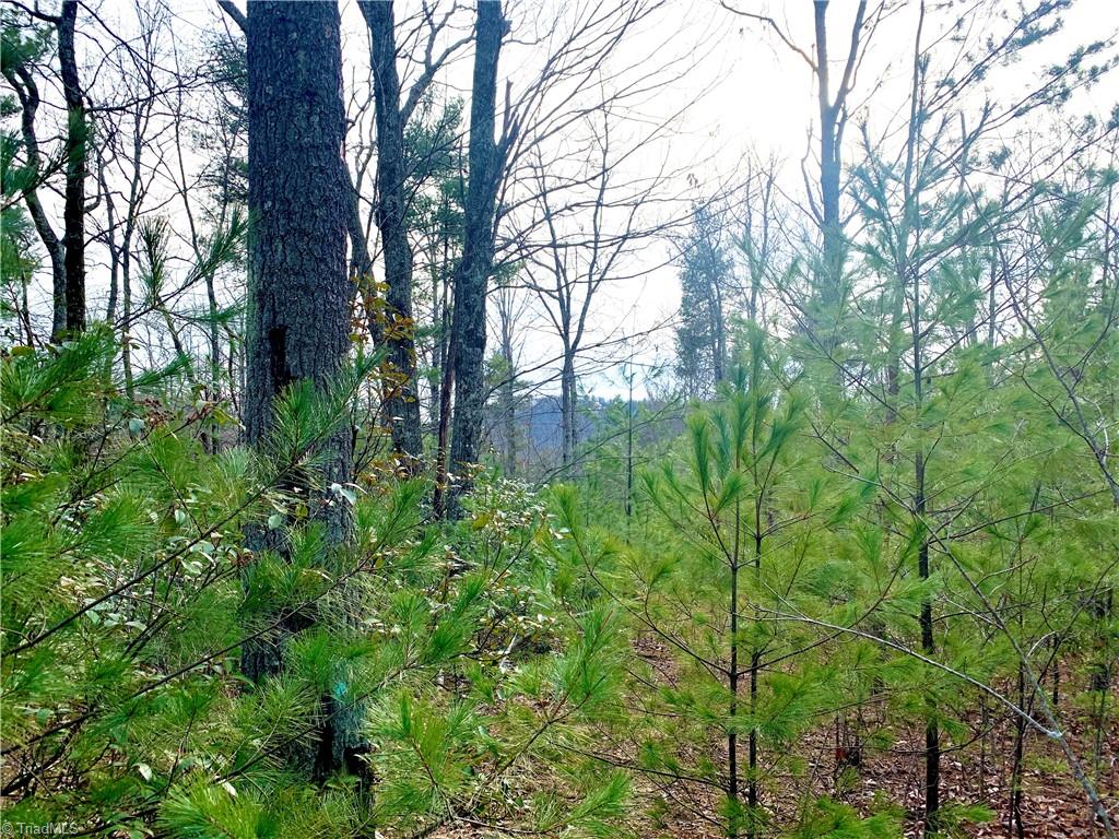Lot 123 Pepper Bush Road Purlear, NC 28665 - Photo 5 of 7