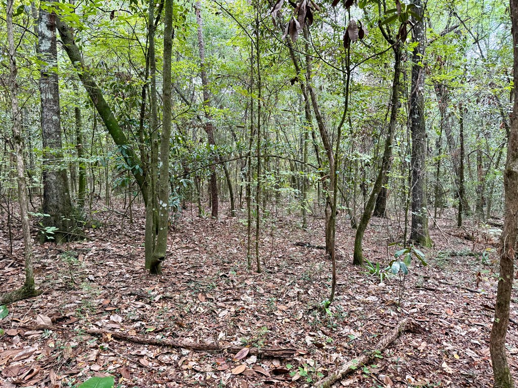 49-acres Mt Zion Road Gordon, AL 36343 - Photo 13 of 21