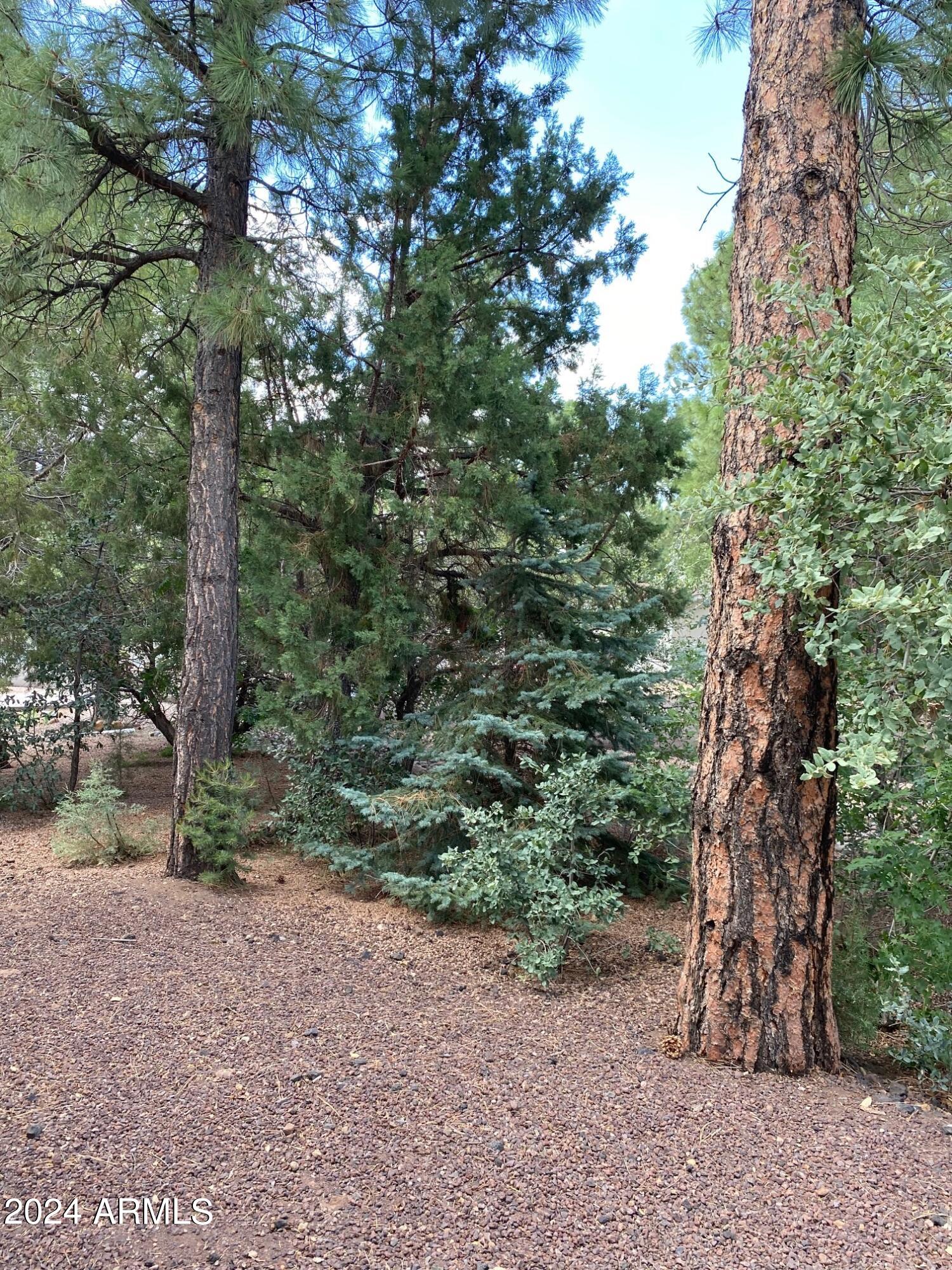 181 Timber Ridge Loop Show Low, AZ 85901 - Photo 54 of 57 Nice wooded lot