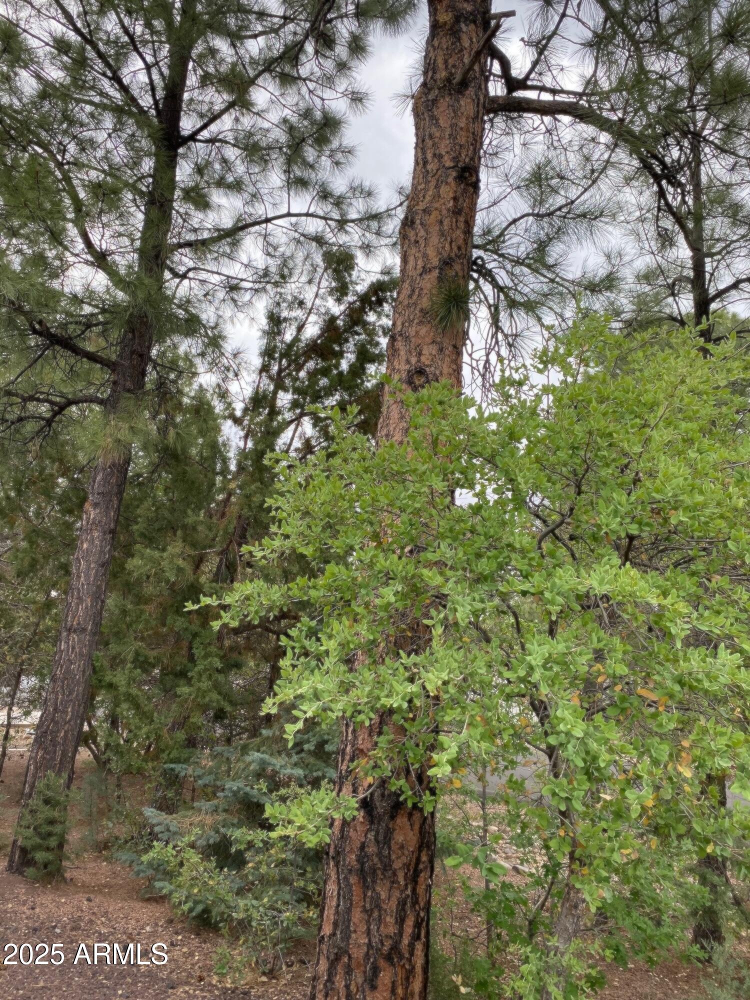 181 Timber Ridge Loop Show Low, AZ 85901 - Photo 55 of 57 a view of a lush green forest
