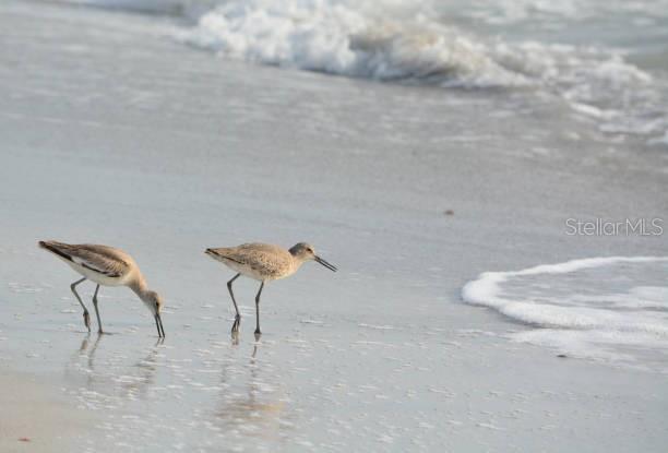 100 Windrush Boulevard, Unit 2 Indian Rocks Beach, FL 33785 - Photo 63 of 73