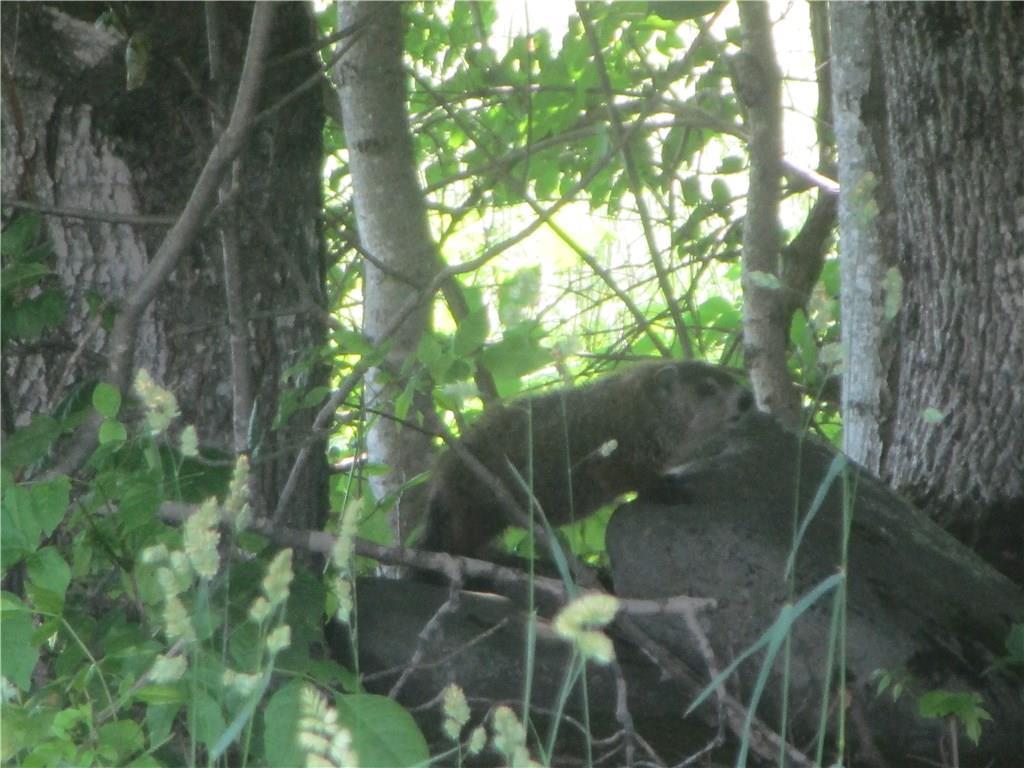 175 Exeter Road Corinna, ME 04928 - Photo 34 of 35 This little animal was on the rocks...