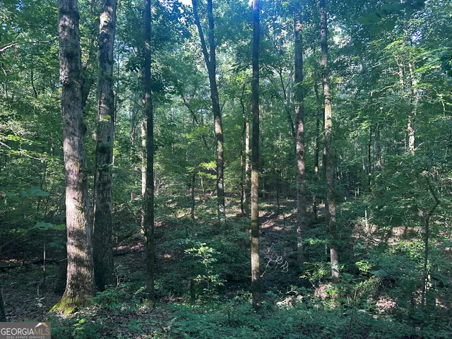 a view of a forest with trees