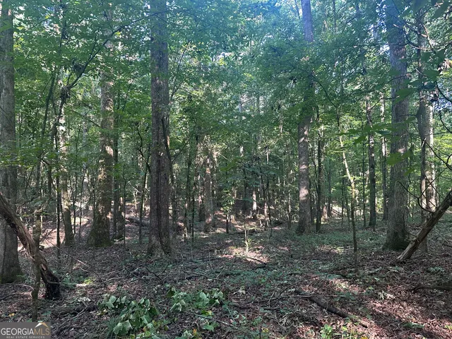 a view of a forest filled with trees