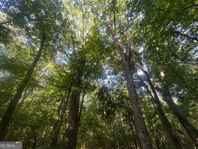 a view of a lush green forest