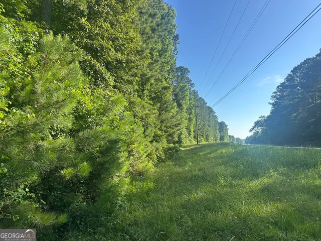 a view of a forest with a tree