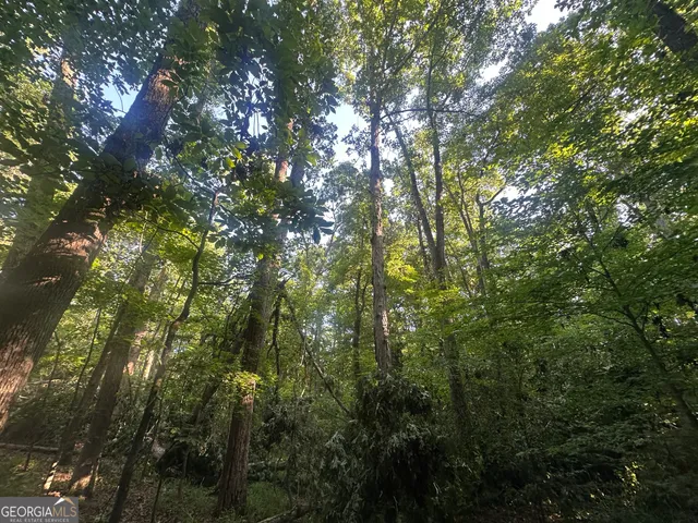 a view of a tree in a yard