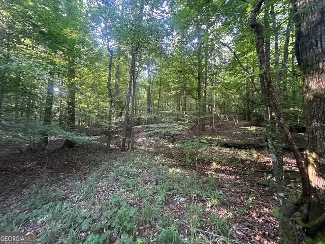 a view of a forest with trees in the background