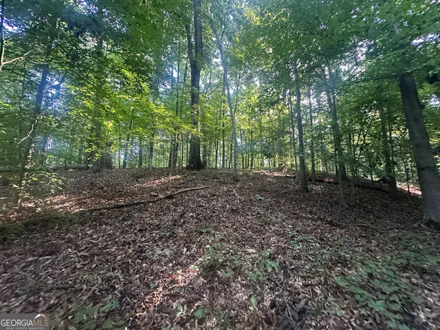 a view of a forest with trees in the background