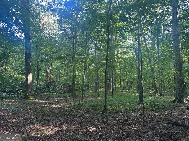 a view of a forest that has large trees