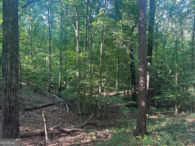 a view of a forest with trees