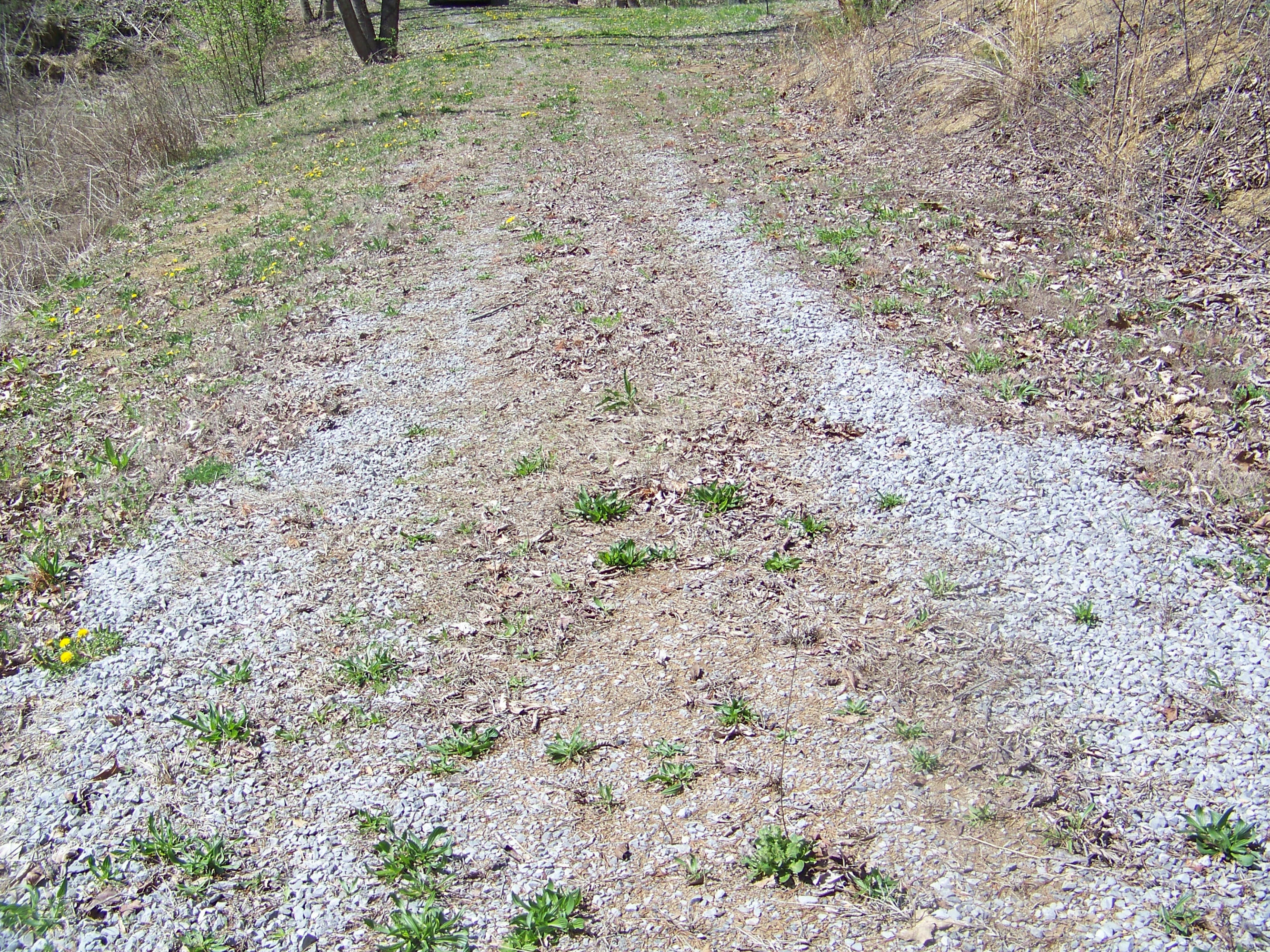 0 Pleasant Ridge School Road Talbott, TN 37877 - Photo 11 of 36 100_4509