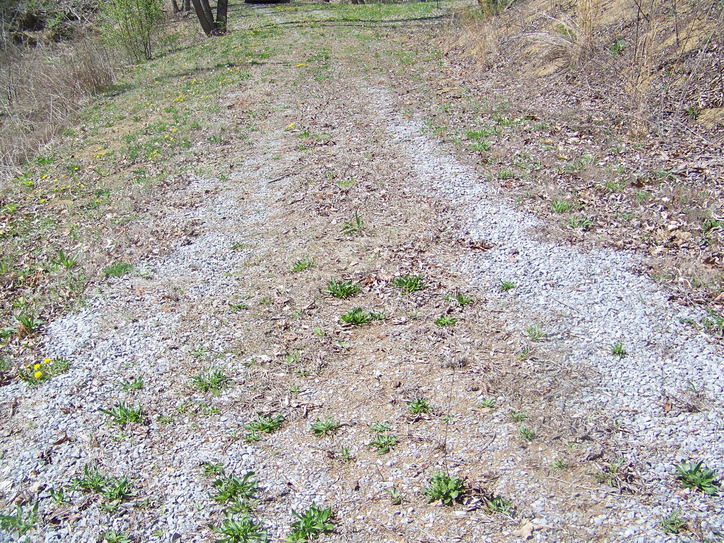 0 Pleasant Ridge School Road Talbott, TN 37877 - Photo 29 of 36 100_4509