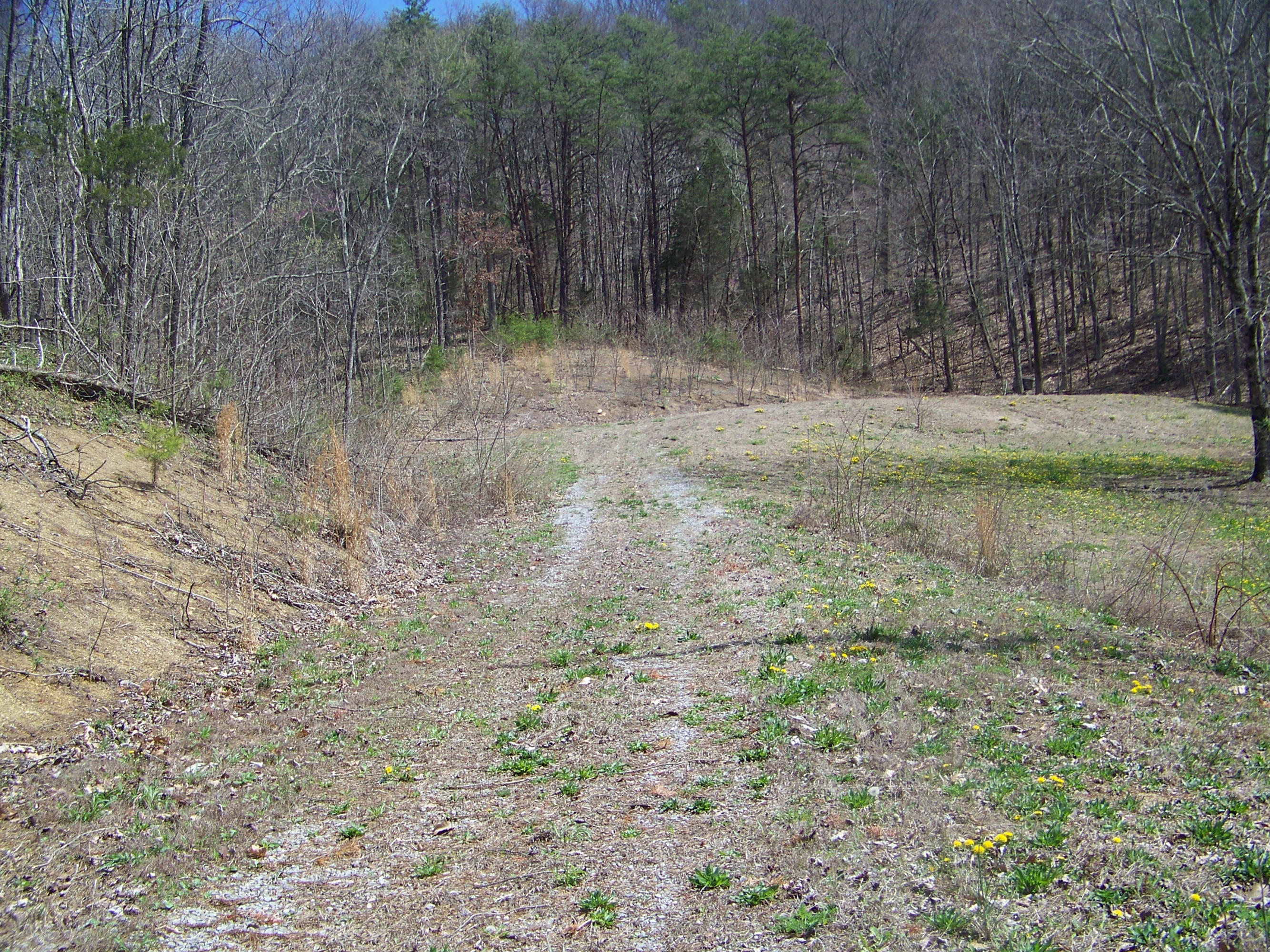 0 Pleasant Ridge School Road Talbott, TN 37877 - Photo 6 of 36 100_4504