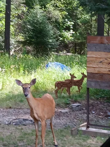 $229,000 | 237 8th Avenue, Ione, WA 99139