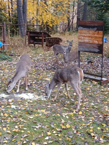 $229,000 | 237 8th Avenue, Ione, WA 99139