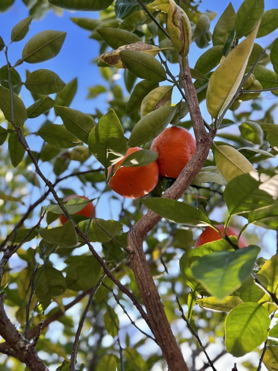 41533 Pine Grove Road Bay Minette, AL 36507 - Photo 31 of 33 Navel Oranges