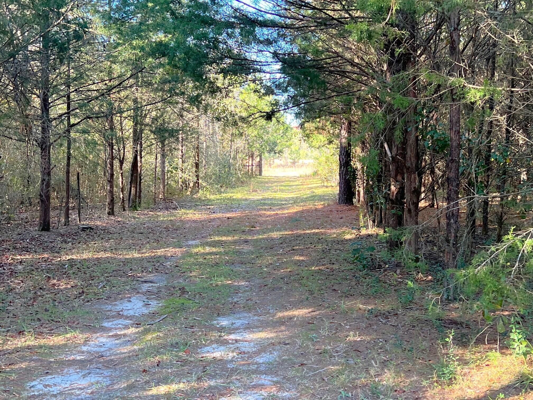 401 Mims Road DeFuniak Springs, FL 32433 - Photo 45 of 78 a view of a yard with large trees