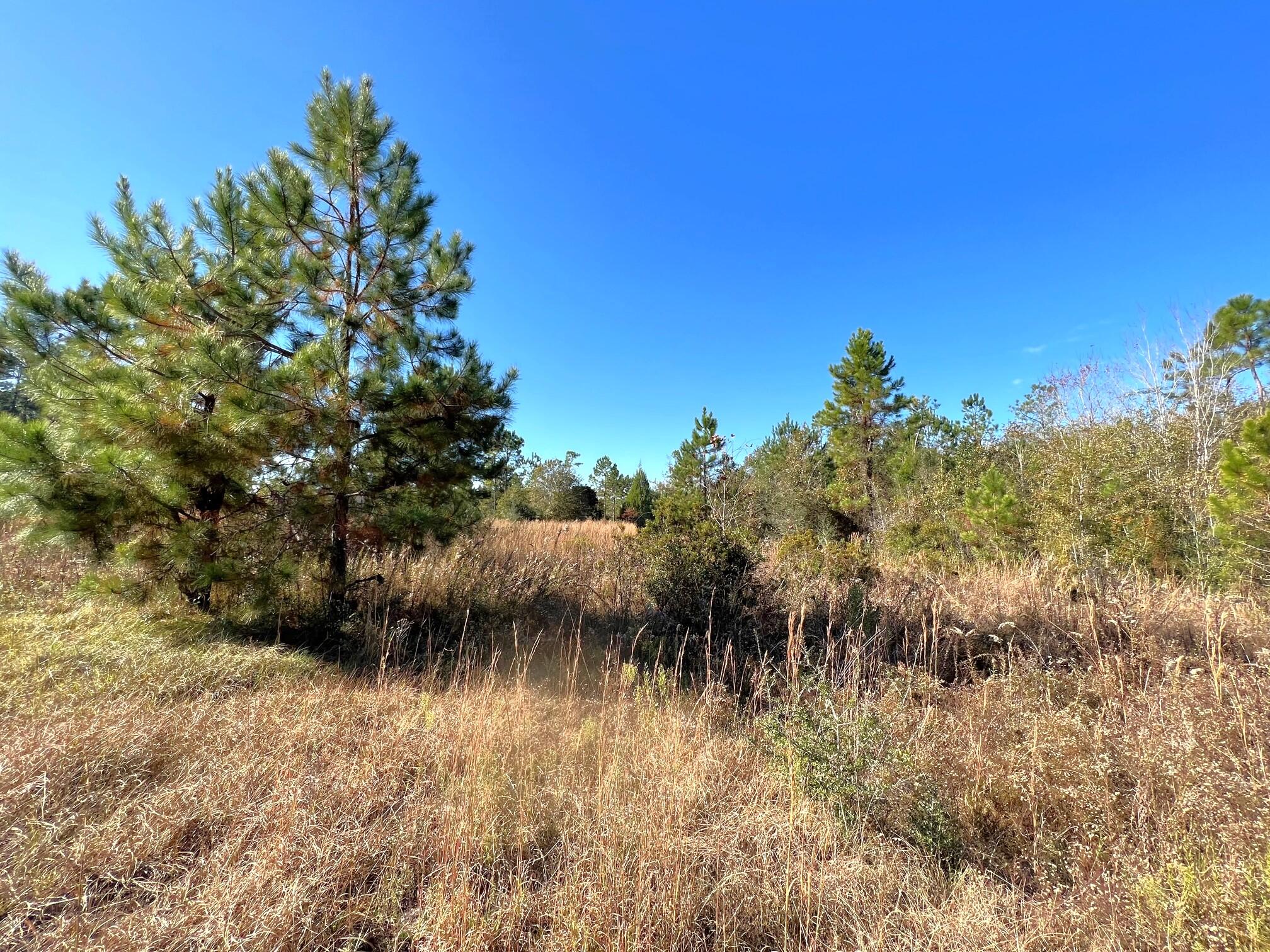 401 Mims Road DeFuniak Springs, FL 32433 - Photo 46 of 78 Yard, Pasture, Pond (1)