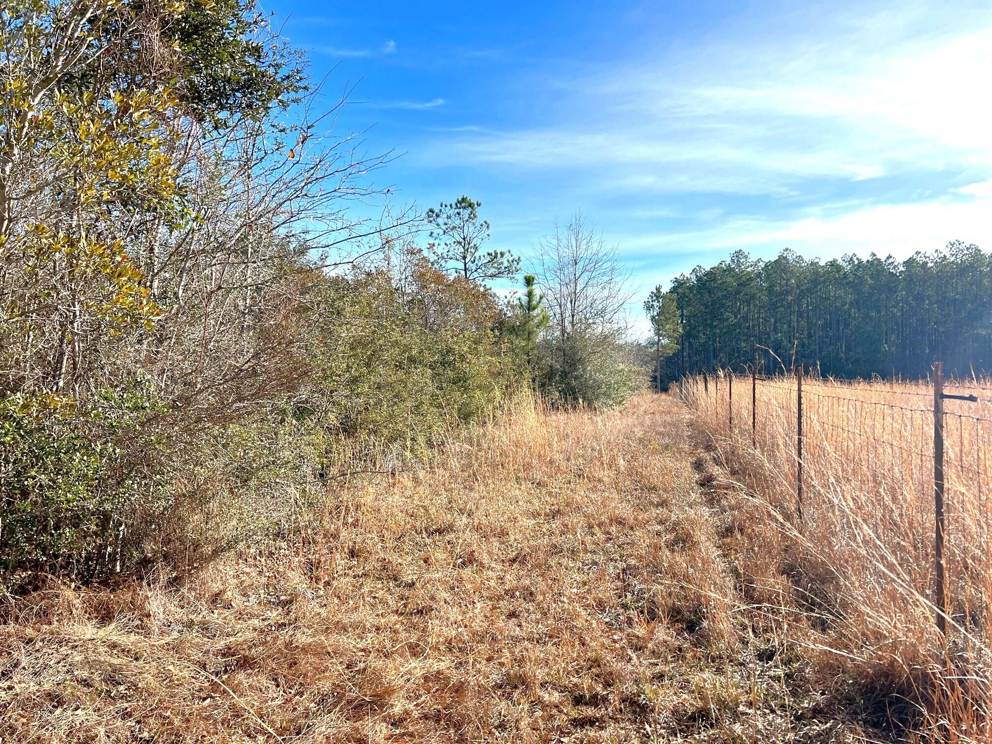 401 Mims Road DeFuniak Springs, FL 32433 - Photo 64 of 78 a view of a yard with a tree