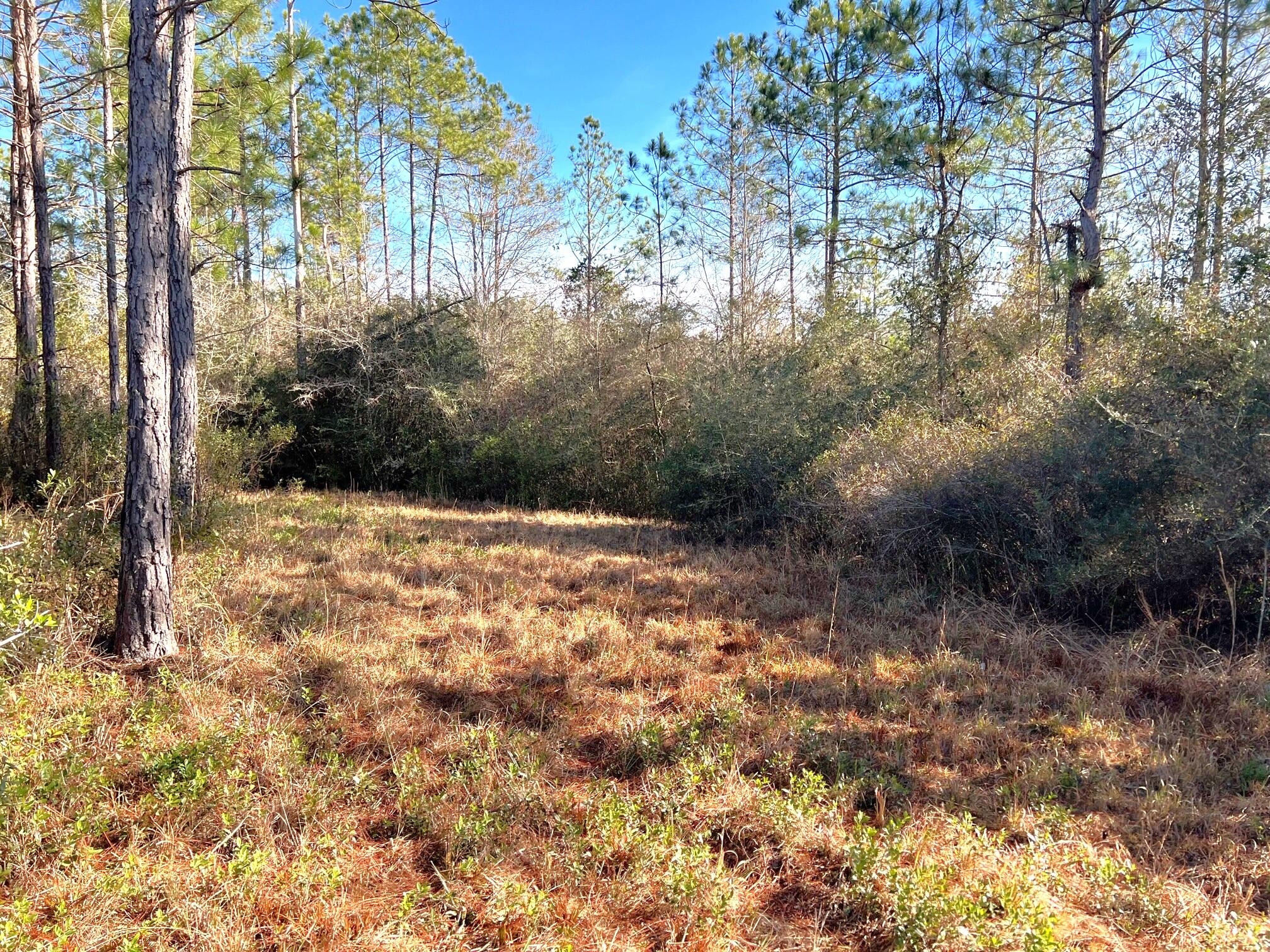 401 Mims Road DeFuniak Springs, FL 32433 - Photo 67 of 78 a view of a yard