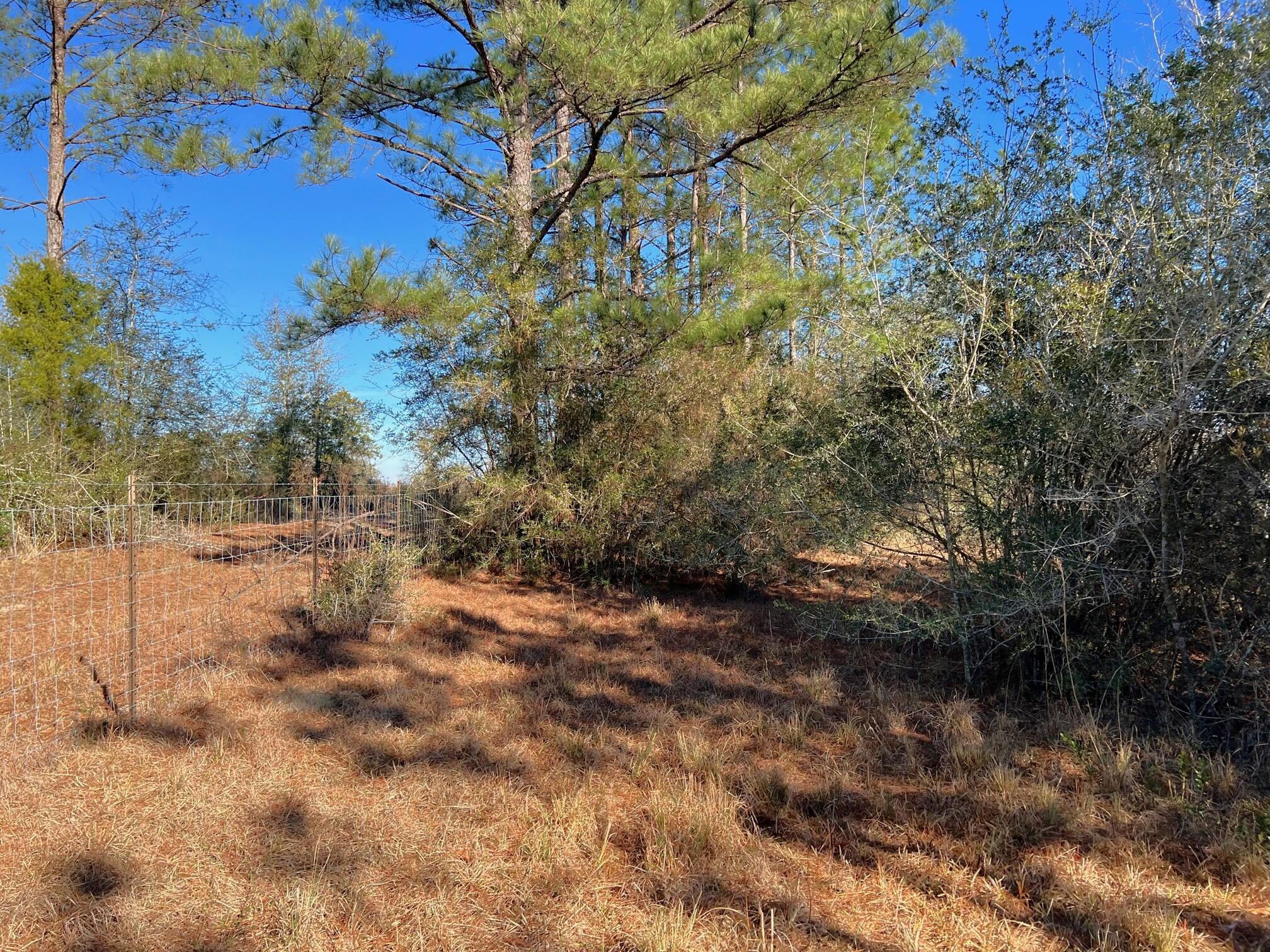 401 Mims Road DeFuniak Springs, FL 32433 - Photo 68 of 78 a view of a yard with a tree