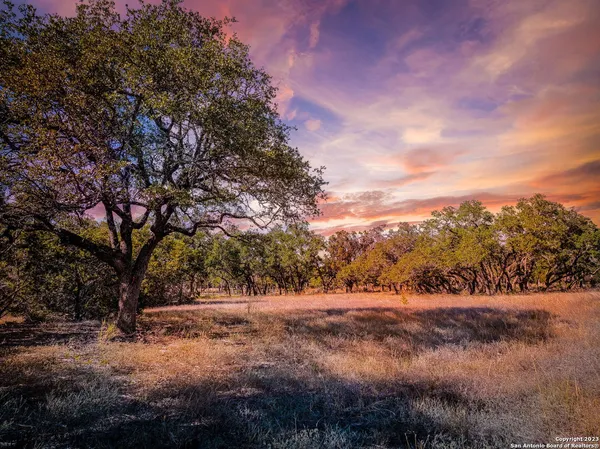 a view of dirt yard with a tree
