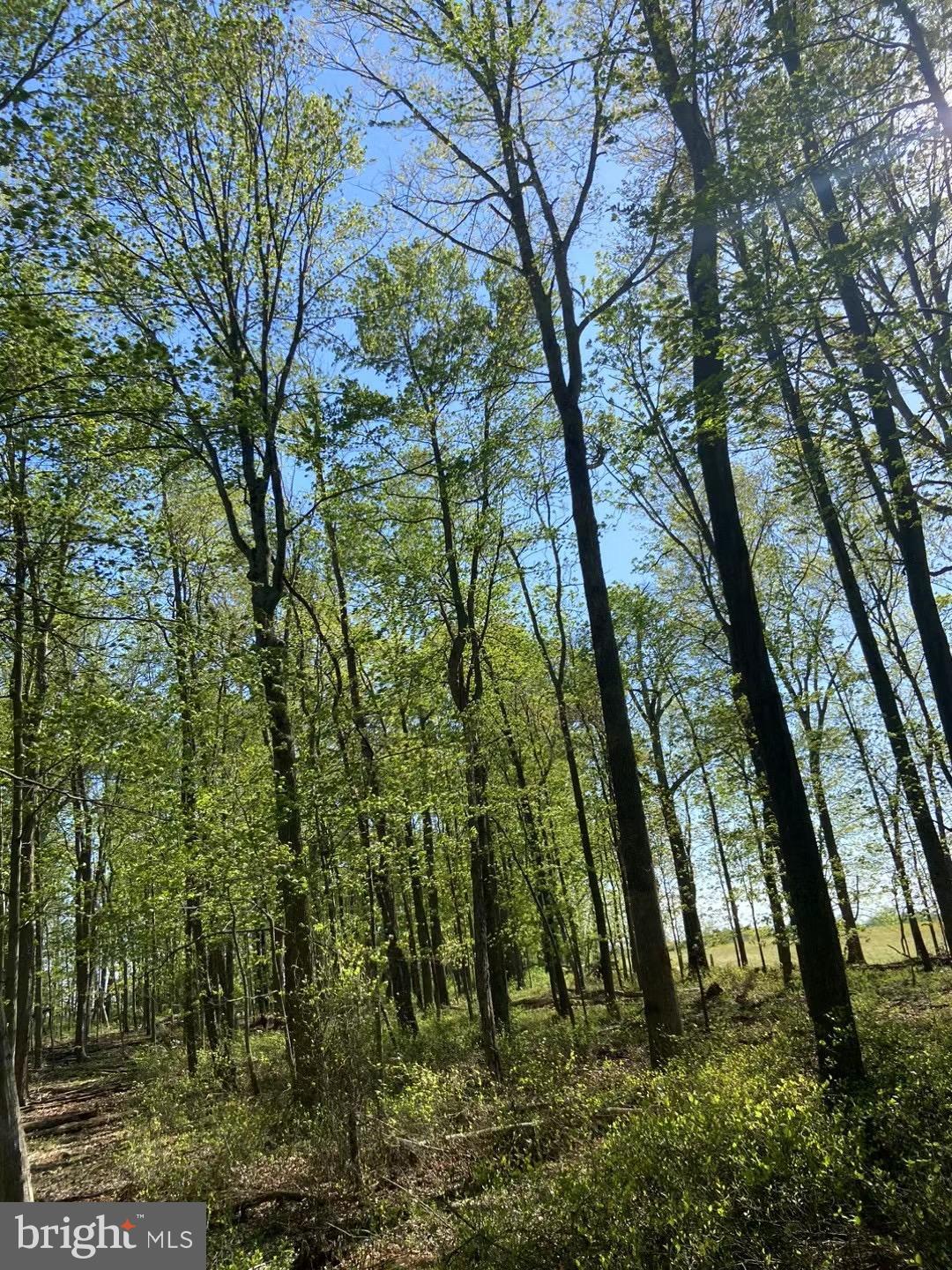 17007 Whites Ferry Road Boyds, MD 20841 - Photo 4 of 4