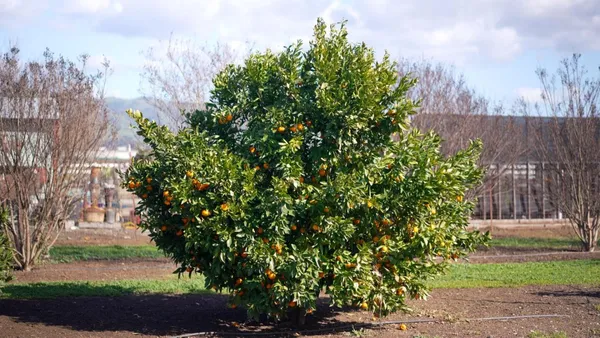 a view of a garden