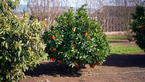 $2,288,000 | 730 Lepa Court, Gilroy, CA 95020