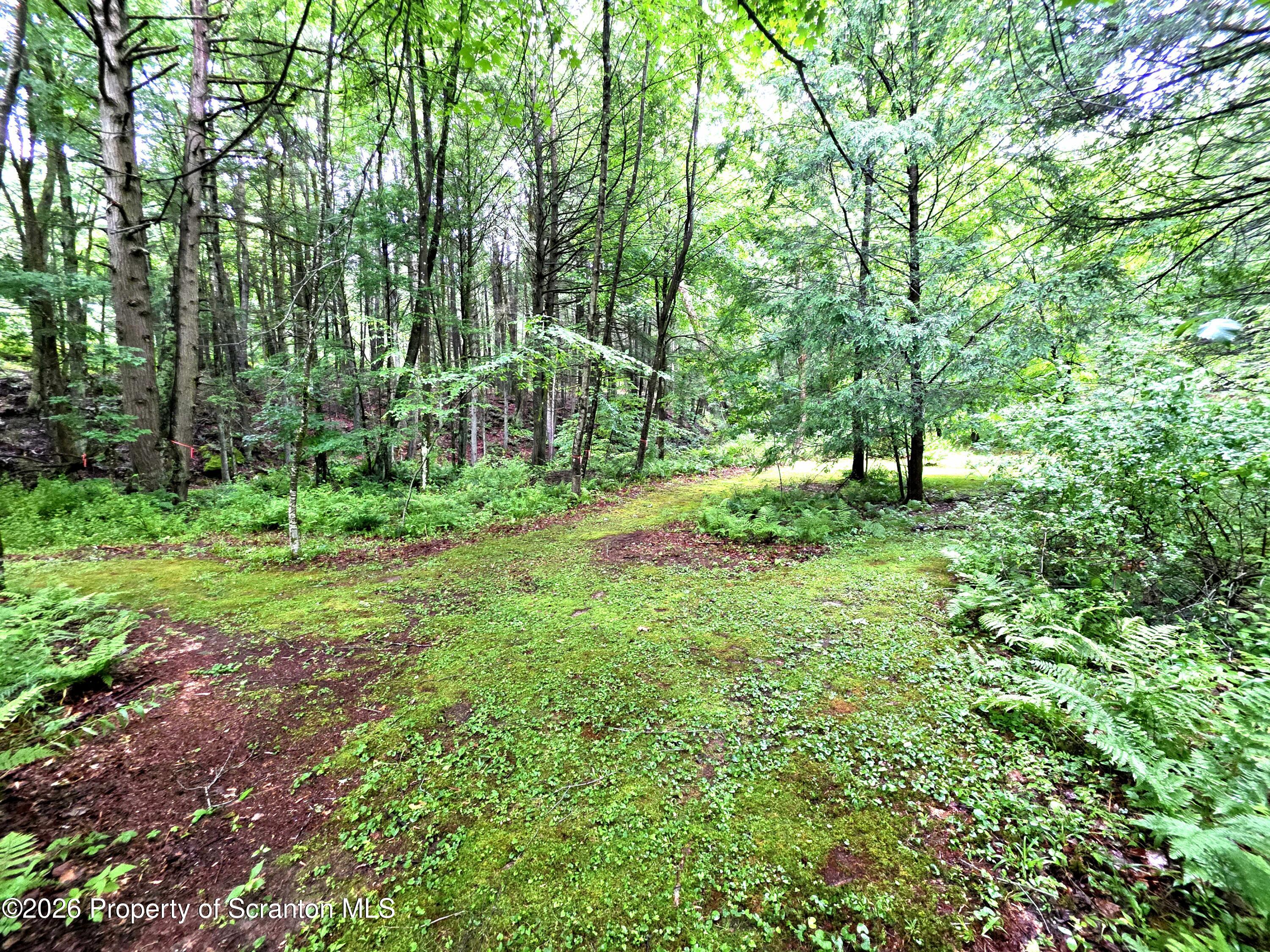 Pratt Hollow Road Nicholson, PA 18446 - Photo 10 of 18 Wooded Clearing