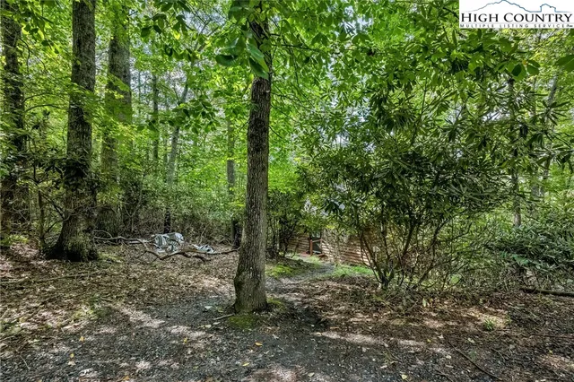a view of a forest with trees in the background