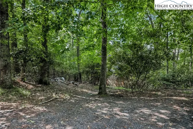 a view of a forest with trees in the background