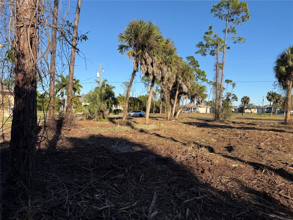 a view of road with large trees