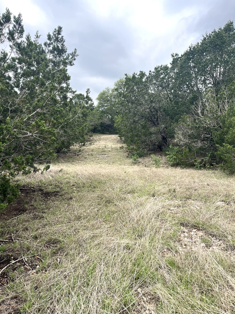 178 North Ringtail Road Camp Wood, TX 78833 - Photo 16 of 62 a view of a yard with a tree