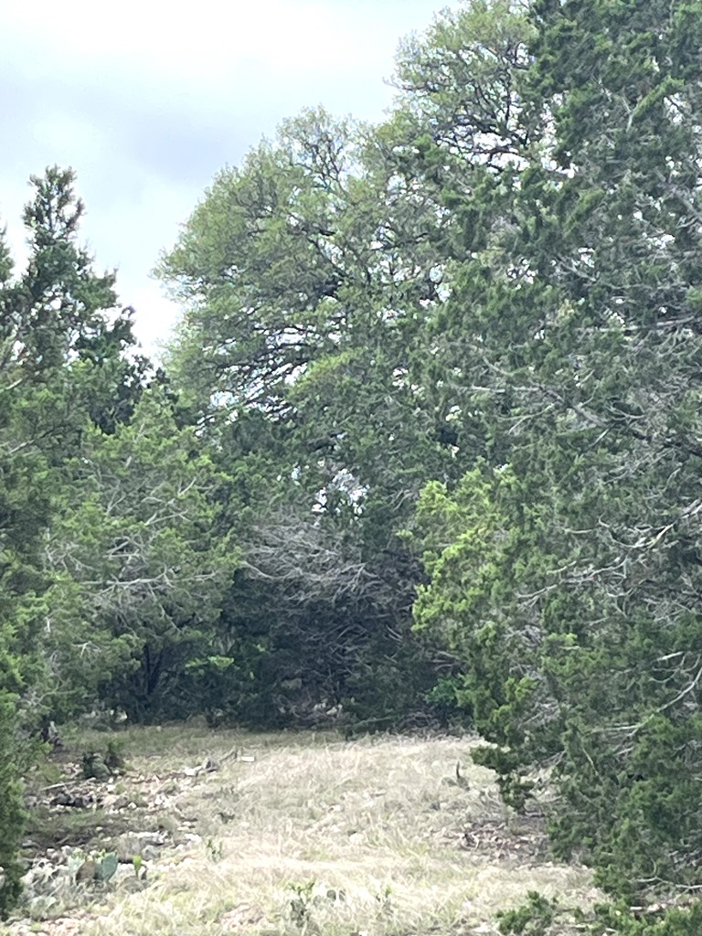178 North Ringtail Road Camp Wood, TX 78833 - Photo 17 of 62 a view of a yard with a tree