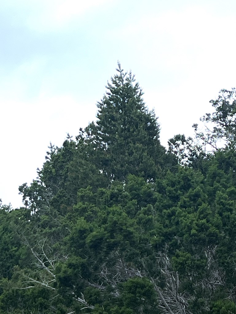 178 North Ringtail Road Camp Wood, TX 78833 - Photo 22 of 62 a view of a forest with lots of trees