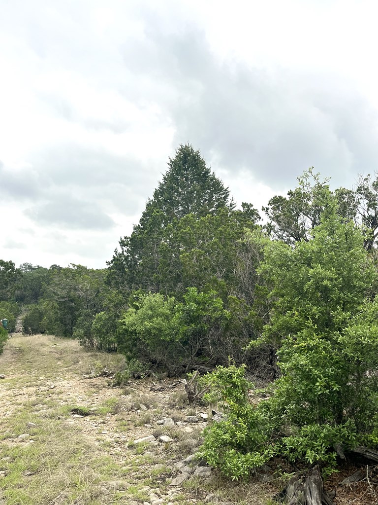 178 North Ringtail Road Camp Wood, TX 78833 - Photo 28 of 62 a view of a forest with trees in the background