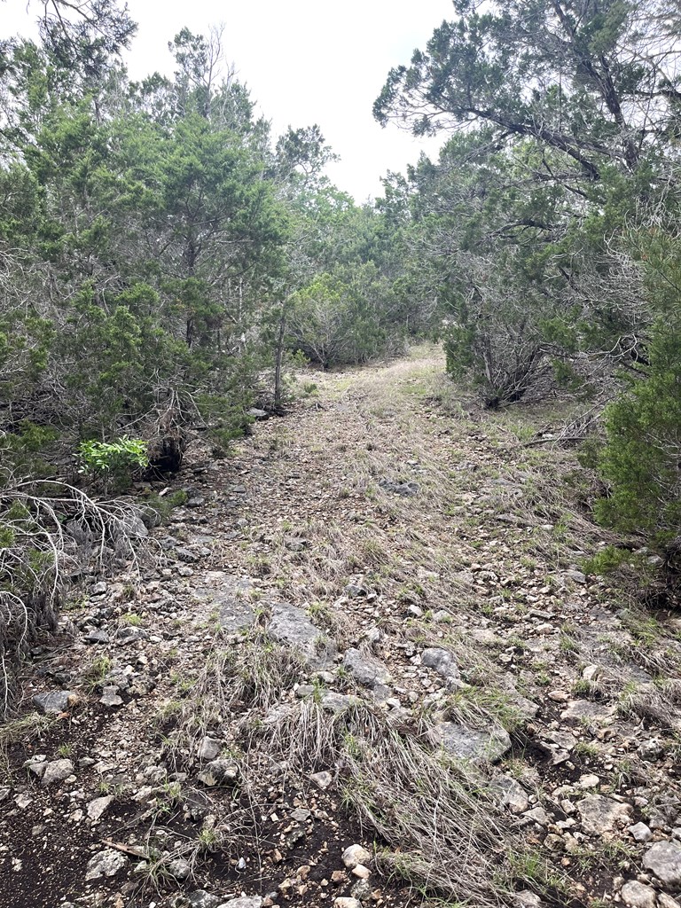 178 North Ringtail Road Camp Wood, TX 78833 - Photo 33 of 62 a view of a forest with trees in the background