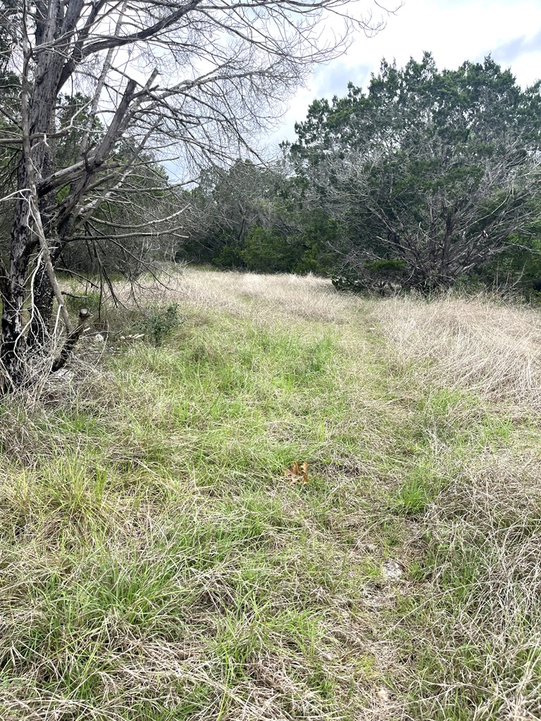 178 North Ringtail Road Camp Wood, TX 78833 - Photo 38 of 62 a view of a yard with a tree