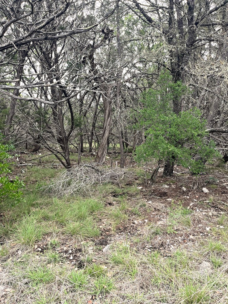 178 North Ringtail Road Camp Wood, TX 78833 - Photo 46 of 62 a view of a yard with a tree