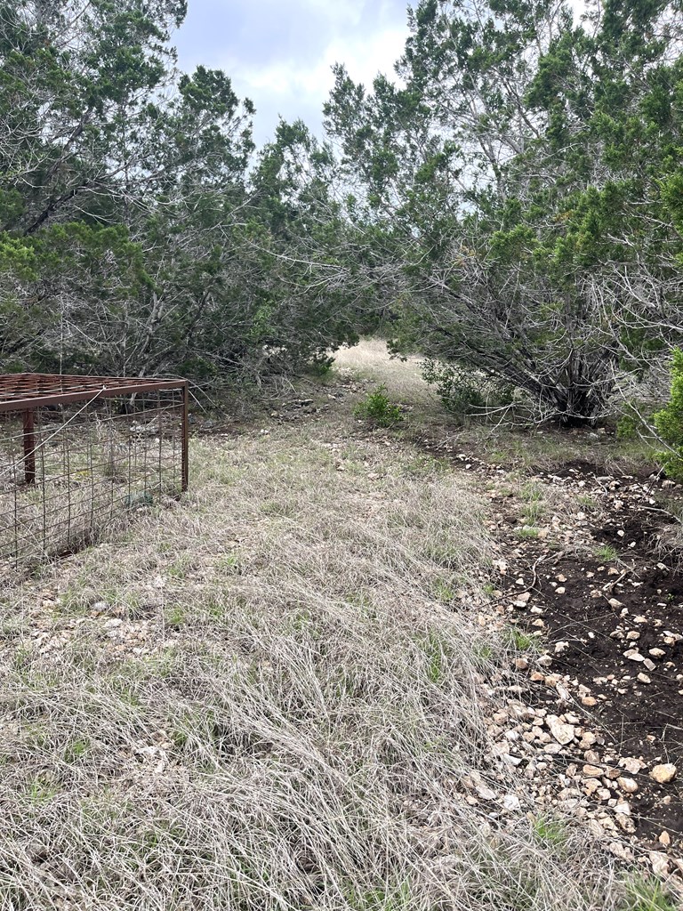 178 North Ringtail Road Camp Wood, TX 78833 - Photo 49 of 62 a view of a forest with a tree