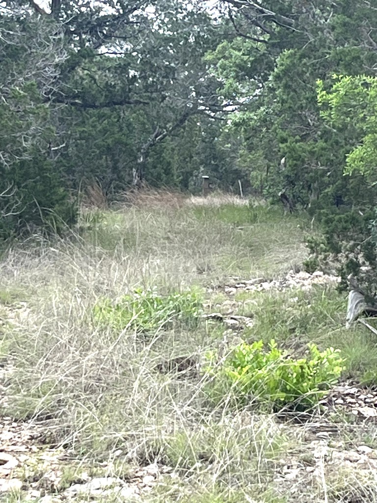 178 North Ringtail Road Camp Wood, TX 78833 - Photo 51 of 62 a view of a forest with a tree