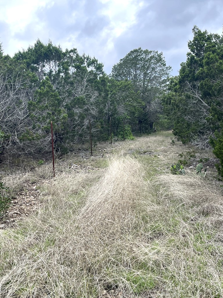 178 North Ringtail Road Camp Wood, TX 78833 - Photo 57 of 62 a view of a forest with trees in the background