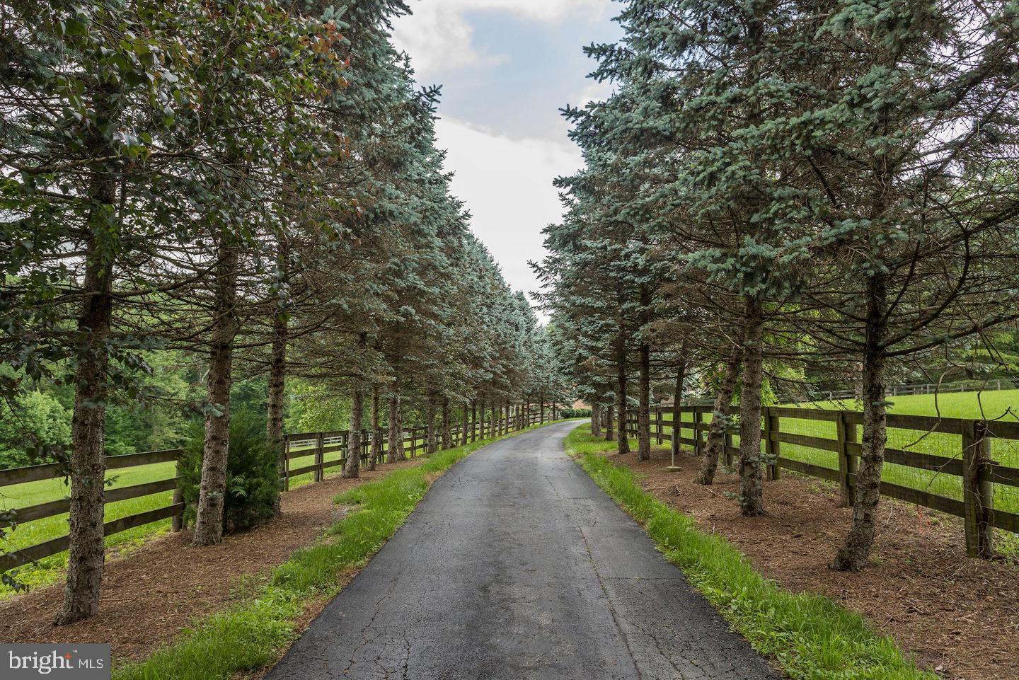 14016 Harrisville Road Mount Airy, MD 21771 - Photo 13 of 69 Tree lined drive with paddocks on both sides